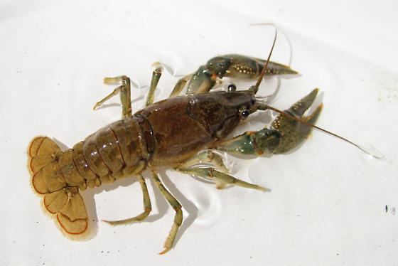 Orconectes virilis Virile Crayfish Orconectes virilis BugGuideNet