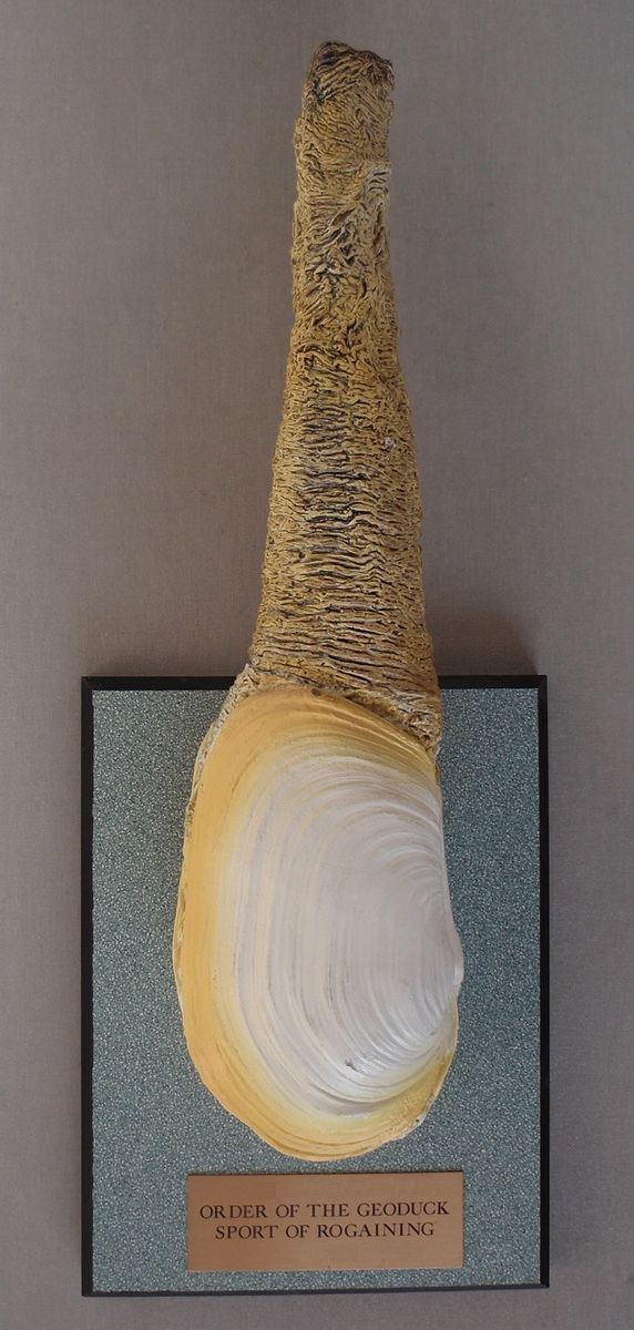 Order of the Geoduck