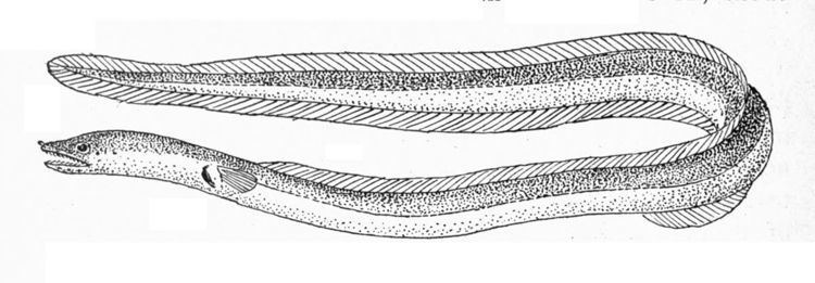 Ordinary snake eel