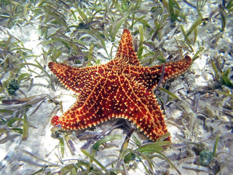 Oreaster reticulatus FileOreaster reticulatus reticulated starfish San Salvador