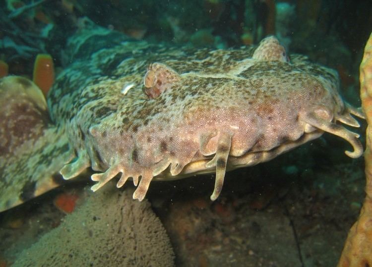 Orectolobus Ornate wobbegong Wikipedia