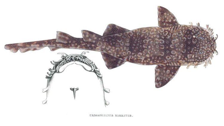 Orectolobus Orectolobus maculatus SharkReferences