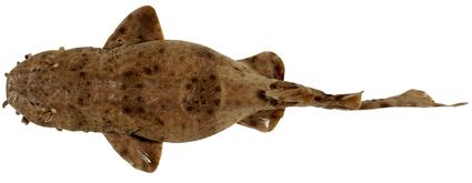 Orectolobus reticulatus fishesofaustralianetauImagesImageOrectolobusr