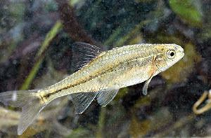 Oregon chub Oregon Chub First Fish To B recovered under ESA PeteHeleyCom