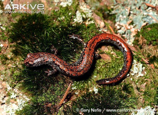 Oregon slender salamander Oregon slender salamander videos photos and facts Batrachoseps