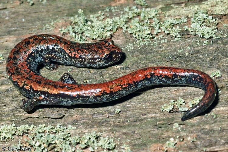 Oregon slender salamander wwwcaliforniaherpscomnoncalnorthwestnwsalaman