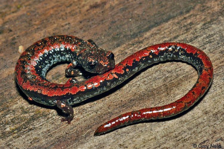 Oregon slender salamander Oregon Slender Salamander Batrachoseps wrightorum