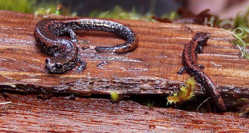 Oregon slender salamander Oregon Slender Salamander Batrachoseps wrighti iNaturalistorg