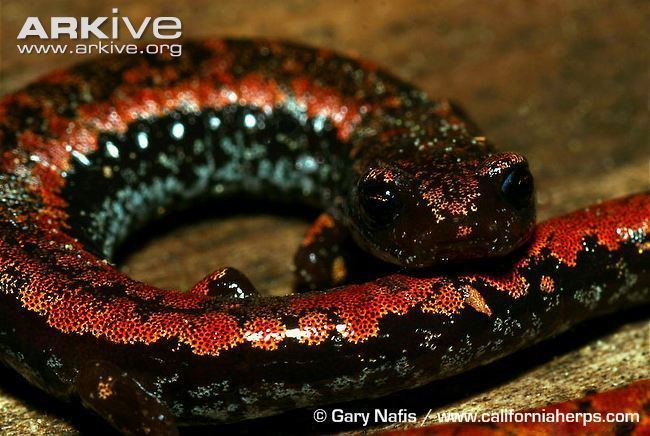 Oregon slender salamander Oregon slender salamander photo Batrachoseps wrighti G103873