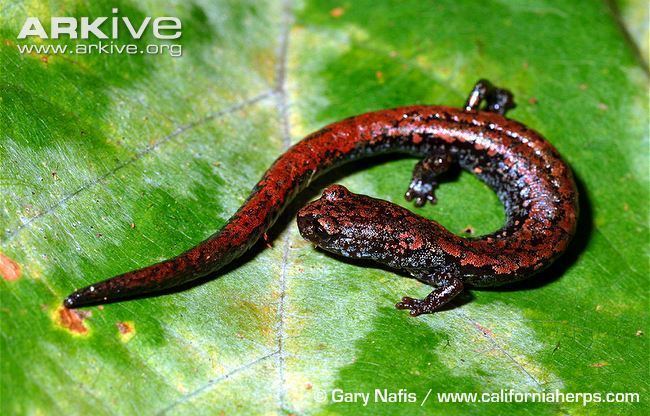 Oregon slender salamander Oregon slender salamander photo Batrachoseps wrighti G103870
