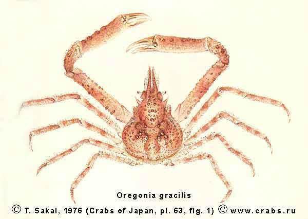 Oregonia gracilis Crabs of Russia crab Oregonia gracilis Dana 1851 Decapoda