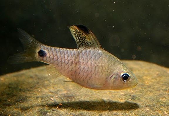 Oreichthys Oreichthys crenuchoides Drape Fin Barb Seriously Fish