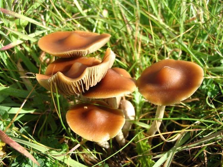Orellanine Orellanine Kidney Failure by Mushroom Nature39s Poisons