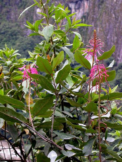 Oreocallis of Machu Picchu Oreocallis grandiflora Proteaceae