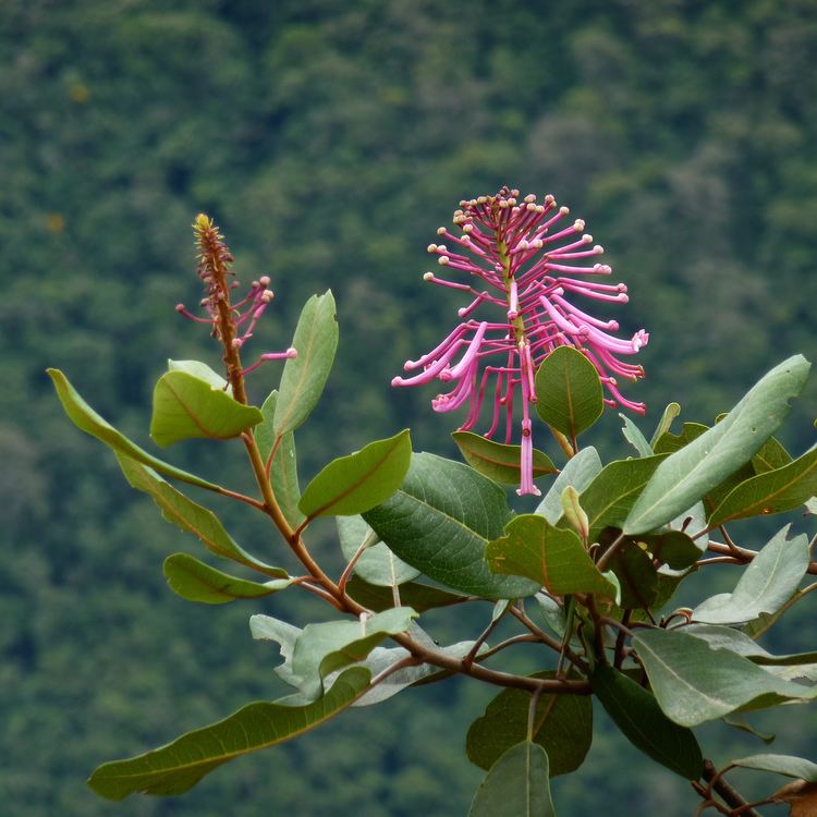 Oreocallis Oreocallis grandiflora Machu Picchu Michael Schwab Flickr