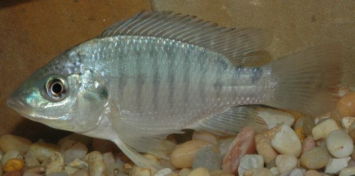 Oreochromis aureus Blue Tilapia