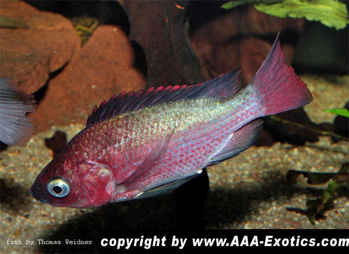 Oreochromis esculentus Oreochromis esculentus