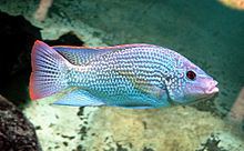 Oreochromis tanganicae httpsuploadwikimediaorgwikipediacommonsthu
