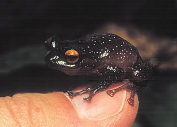 Oreophryne PNG Frogs Oreophryne sp 2