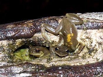 Oreophryne PNG Frogs Oreophryne sp 4
