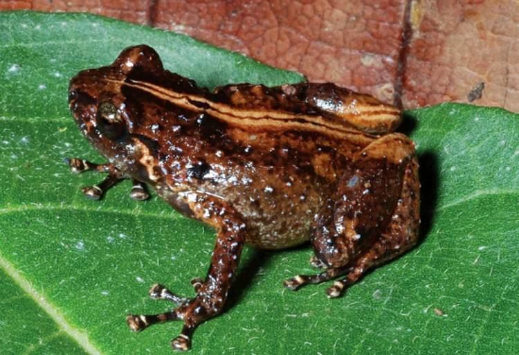Oreophryne Three New Frog Species Found in Papua New Guinea Biology Sci