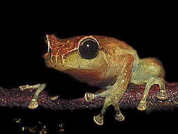Oreophryne PNG Frogs Oreophryne sp 3