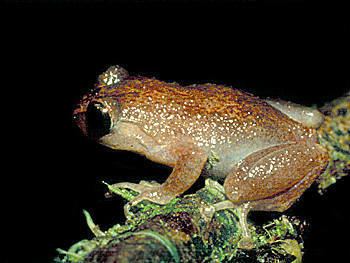 Oreophryne PNG Frogs Oreophryne sp 3