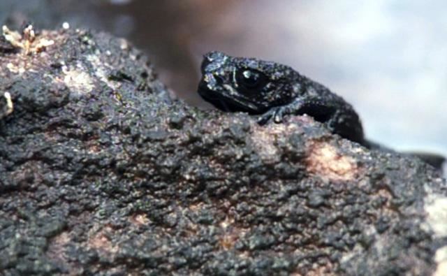 Oreophrynella nigra BBC Nature Venezuela pebble toad videos news and facts