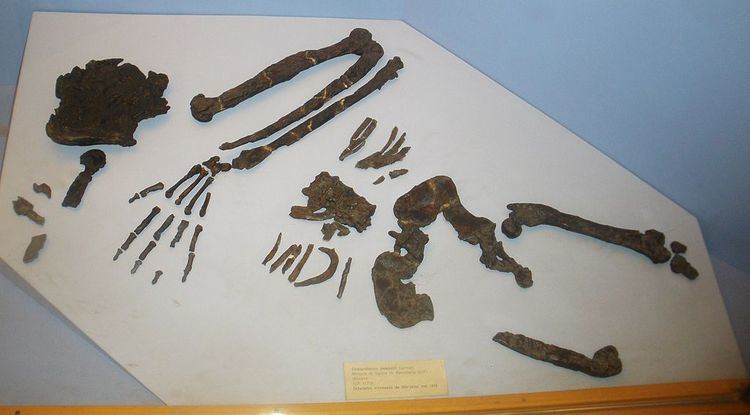 Oreopithecus Oreopithecus Facts and Figures