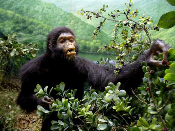 Oreopithecus Prehistoric Ape Oreopithecus Did Not Walk on Two Legs Like Human