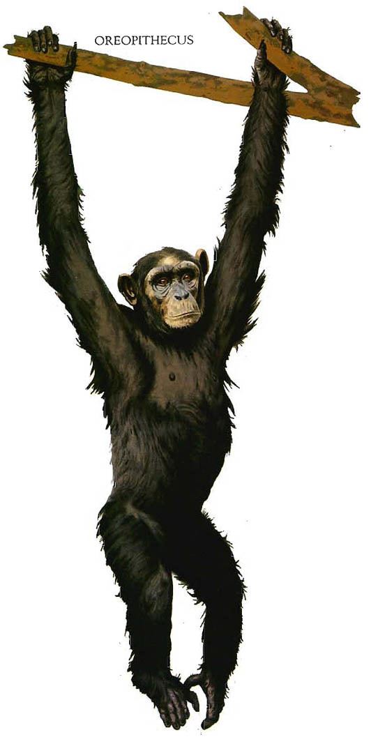 Oreopithecus Oreopithecus Chimpanzee Ape Like Dinosaurs