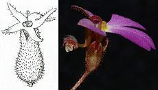 Oreostylidium httpsuploadwikimediaorgwikipediaenthumb9