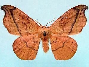 Oreta rosea Moth Photographers Group Oreta rosea 6255