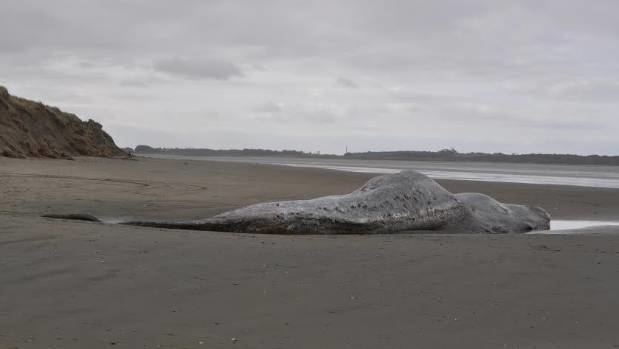 Oreti Beach Dead sperm Whale washes up on Oreti Beach Stuffconz