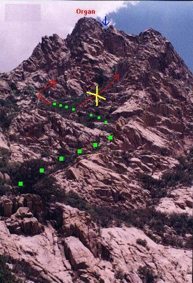 Organ Needle wwwcohporgnmimagesDona20AnaOrganNeedle3jpg