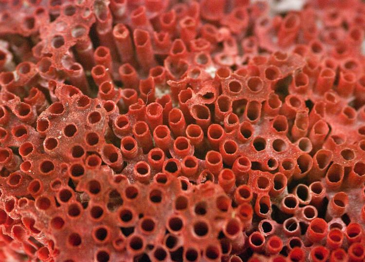 Organ pipe coral Organpipe coral Paul Mazumdar Flickr