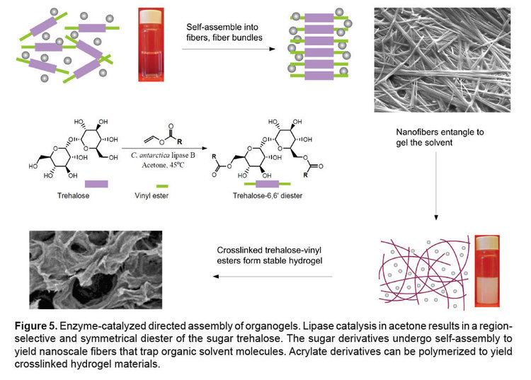Organogels NSF NSEC for Directed Assembly of Nanostructures