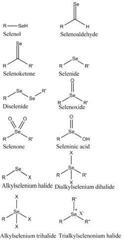 Organoselenium chemistry httpsuploadwikimediaorgwikipediacommonsthu