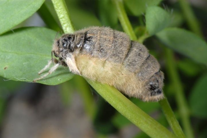 Orgyia antiqua European Lepidoptera and their ecology Orgyia antiqua