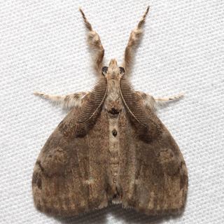 Orgyia leucostigma Orgyia leucostigma Whitemarked Tussock Moth Discover Life