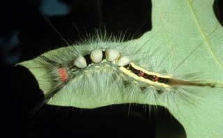 Orgyia leucostigma Orgyia leucostigma Whitemarked Tussock Moth Discover Life