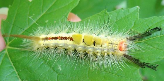Orgyia leucostigma Whitemarked Tussock Moth caterpillar Orgyia leucostigma