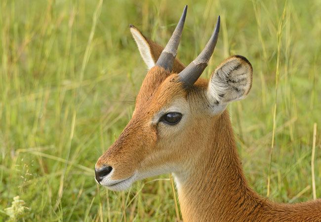 Oribi Oribi Gorge Nature Reserve