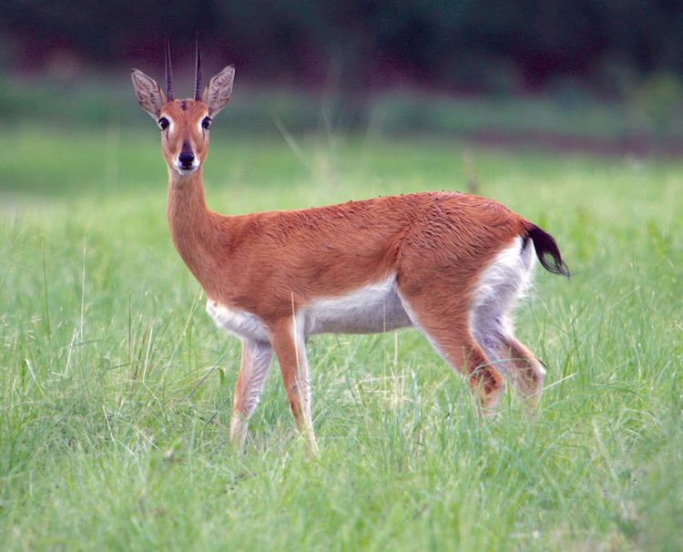 Oribi Oribi Facts History Useful Information and Amazing Pictures