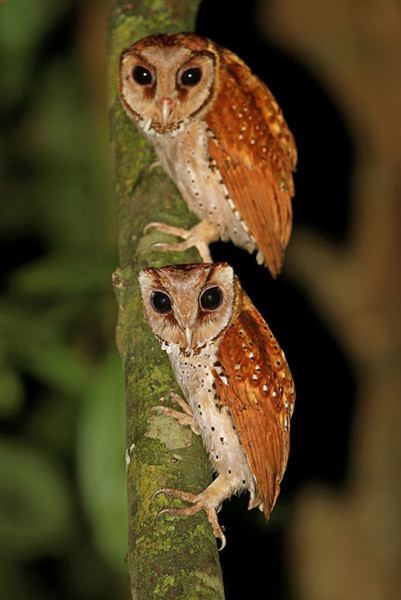 Oriental bay owl bay owl