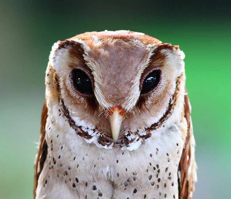 Oriental bay owl Oriental Bay Owl Captive bird Penang BP eddy lee Flickr