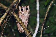 Oriental bay owl httpsuploadwikimediaorgwikipediacommonsthu