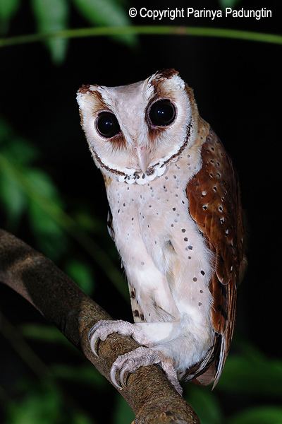 Oriental bay owl Oriental Bay Owl Phodilus badius Information Pictures Sounds