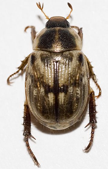Oriental beetle Oriental Beetle Exomala orientalis BugGuideNet