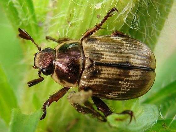 Oriental beetle Oriental Beetle Exomala orientalis BugGuideNet